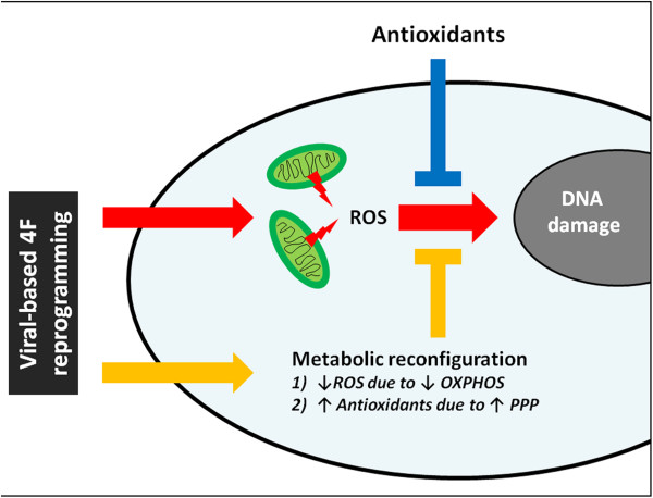 A mitochondrial strategy for safeguarding the reprogrammed genome