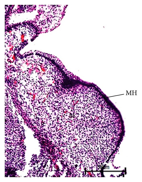Morphogenesis of Mammary Glands in Buffalo (Bubalus bubalis).