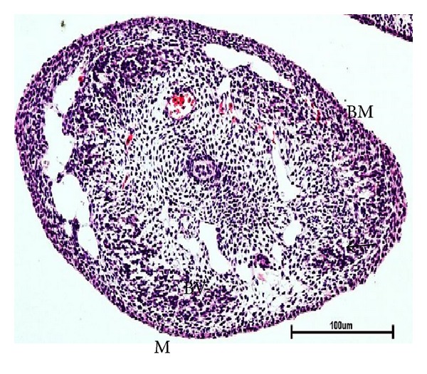 Morphogenesis of Mammary Glands in Buffalo (Bubalus bubalis).