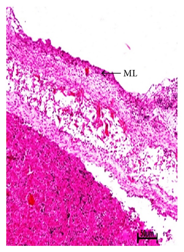 Morphogenesis of Mammary Glands in Buffalo (Bubalus bubalis).