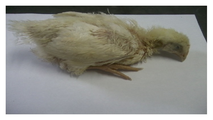 Experimental Infection with Sporulated Oocysts of Eimeria maxima (Apicomplexa: Eimeriidae) in Broiler.