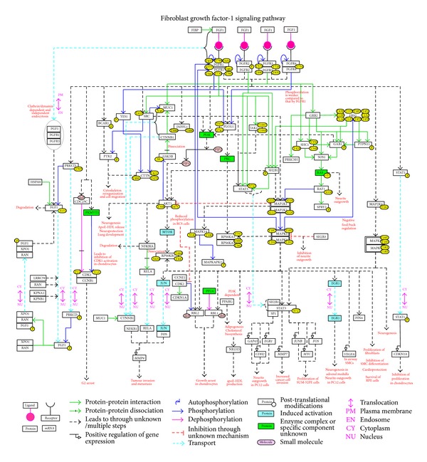 A Network Map of FGF-1/FGFR Signaling System.