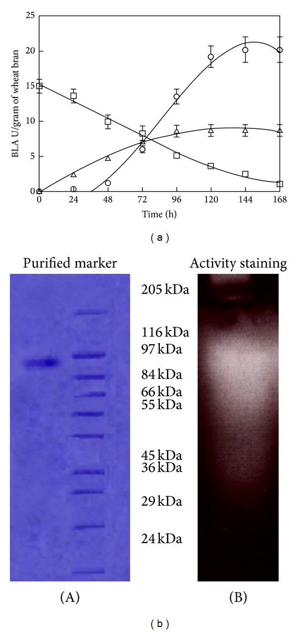 Solid State Fermentation of a Raw Starch Digesting Alkaline Alpha-Amylase from Bacillus licheniformis RT7PE1 and Its Characteristics.