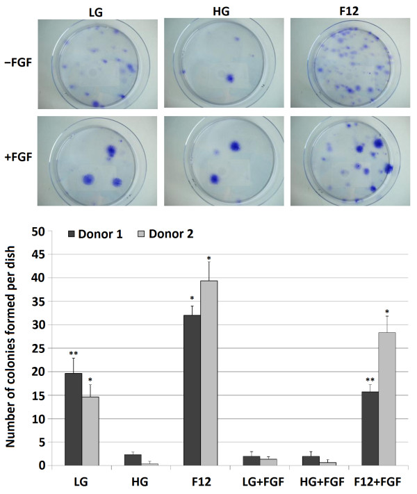 Combined influence of basal media and fibroblast growth factor on the expansion and differentiation capabilities of adipose-derived stem cells