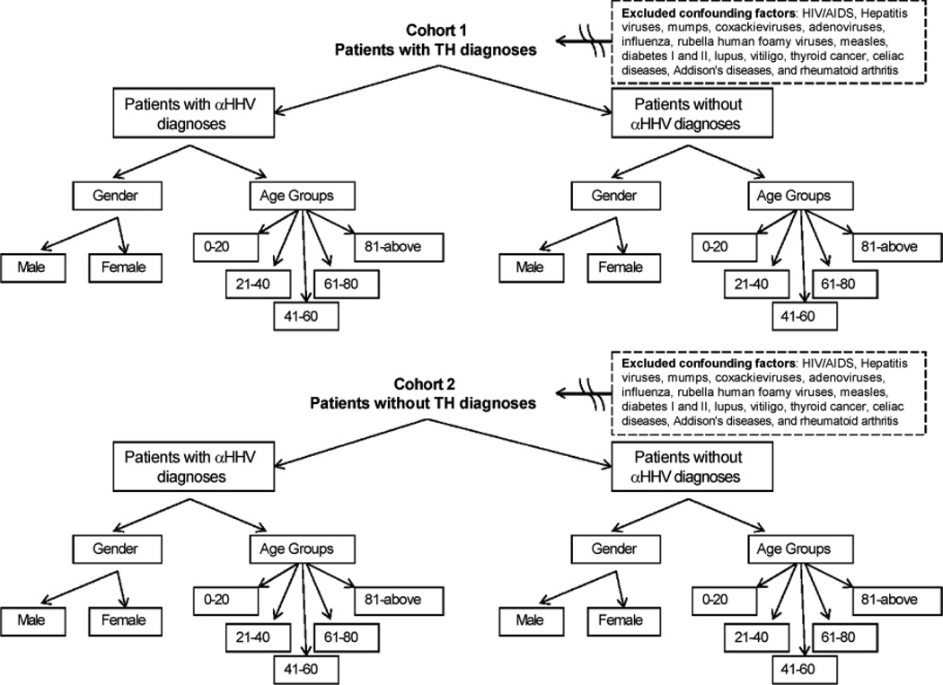 A Cohort Historical Analysis of the Relationship between Thyroid Hormone Malady and Alpha-Human Herpesvirus Activation.