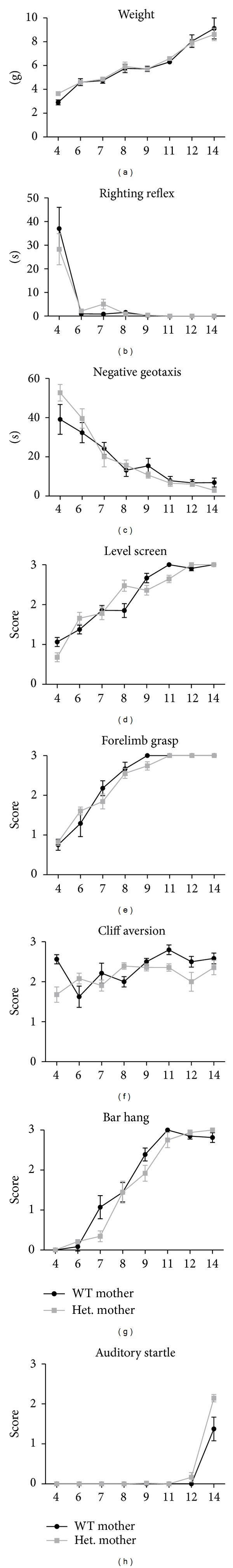 Both maternal and pup genotype influence ultrasonic vocalizations and early developmental milestones in tsc2 (+/-) mice.