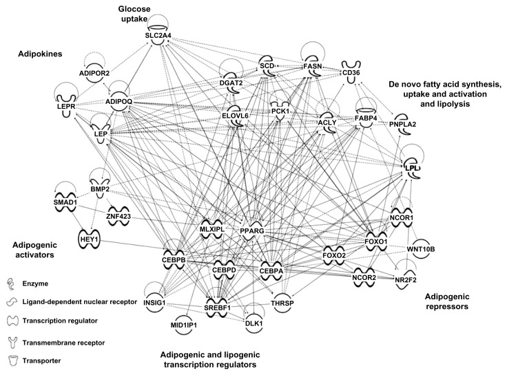 Central Role of the PPARγ Gene Network in Coordinating Beef Cattle Intramuscular Adipogenesis in Response to Weaning Age and Nutrition.