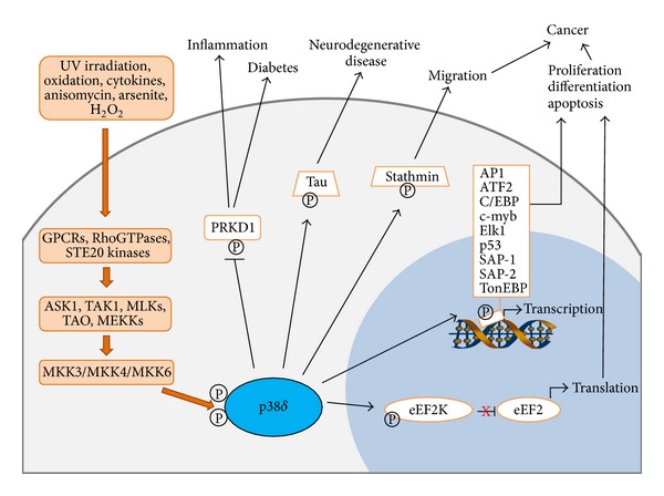 p38δ MAPK: Emerging Roles of a Neglected Isoform.