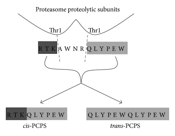 Current understanding on the role of standard and immunoproteasomes in inflammatory/immunological pathways of multiple sclerosis.