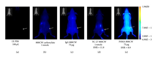 Pharmacokinetic and Biodistribution Assessment of a Near Infrared-Labeled PSMA-Specific Small Molecule in Tumor-Bearing Mice.