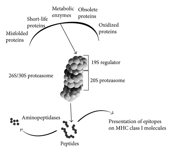 Current understanding on the role of standard and immunoproteasomes in inflammatory/immunological pathways of multiple sclerosis.