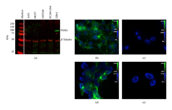 Pharmacokinetic and Biodistribution Assessment of a Near Infrared-Labeled PSMA-Specific Small Molecule in Tumor-Bearing Mice.