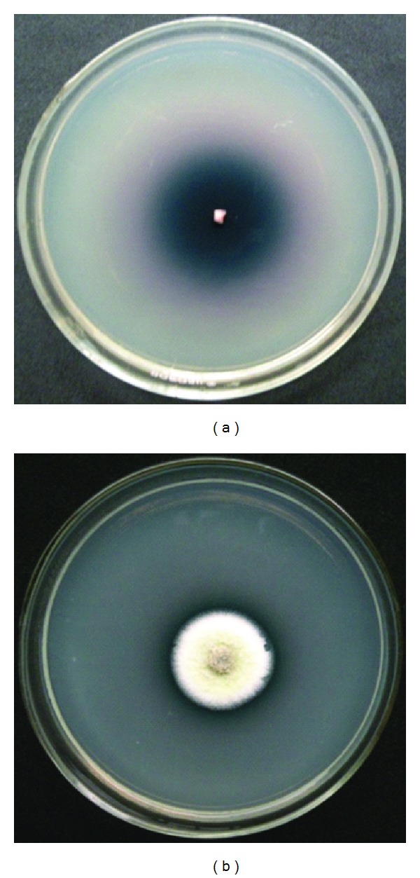 Prolonged Laccase Production by a Cold and pH Tolerant Strain of Penicillium pinophilum (MCC 1049) Isolated from a Low Temperature Environment.