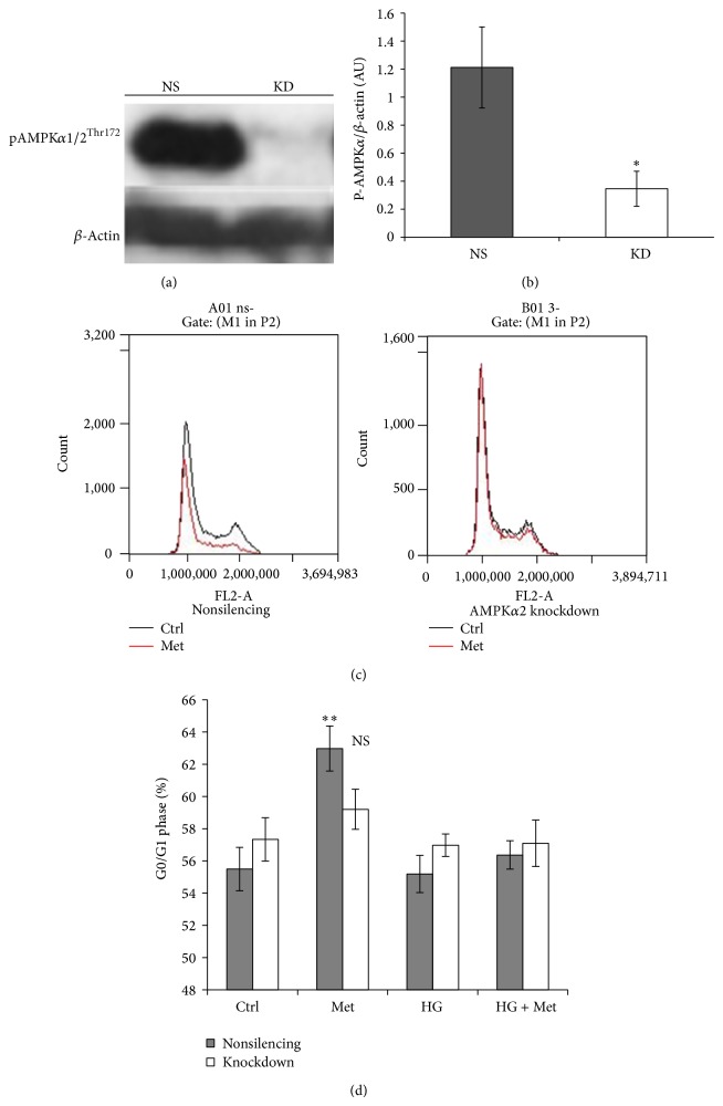 p21(WAF1/CIP1) Expression is Differentially Regulated by Metformin and Rapamycin.