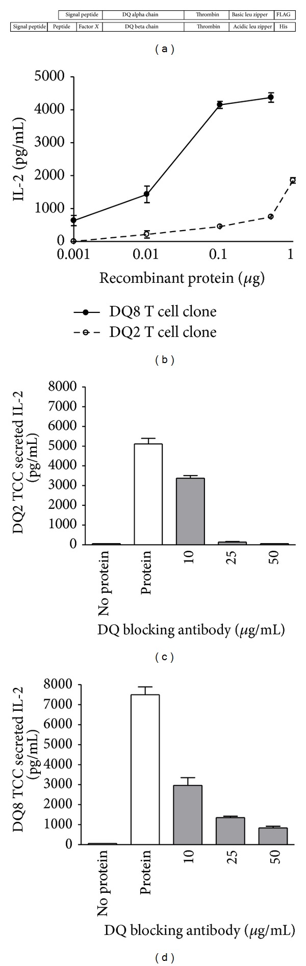 Exploring T cell reactivity to gliadin in young children with newly diagnosed celiac disease.