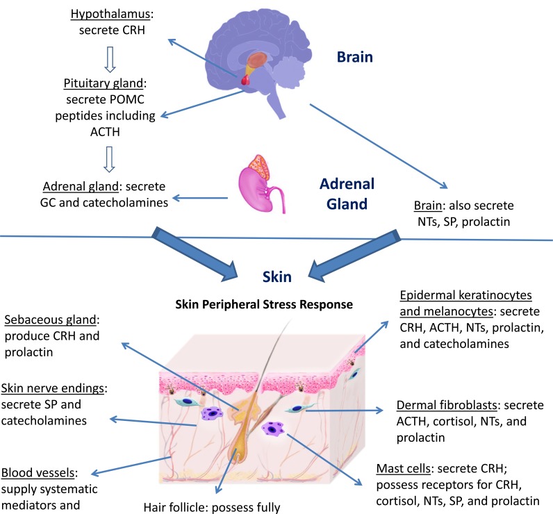 Brain-skin connection: stress, inflammation and skin aging.