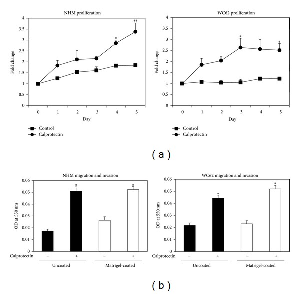 Melanocyte and melanoma cell activation by calprotectin.