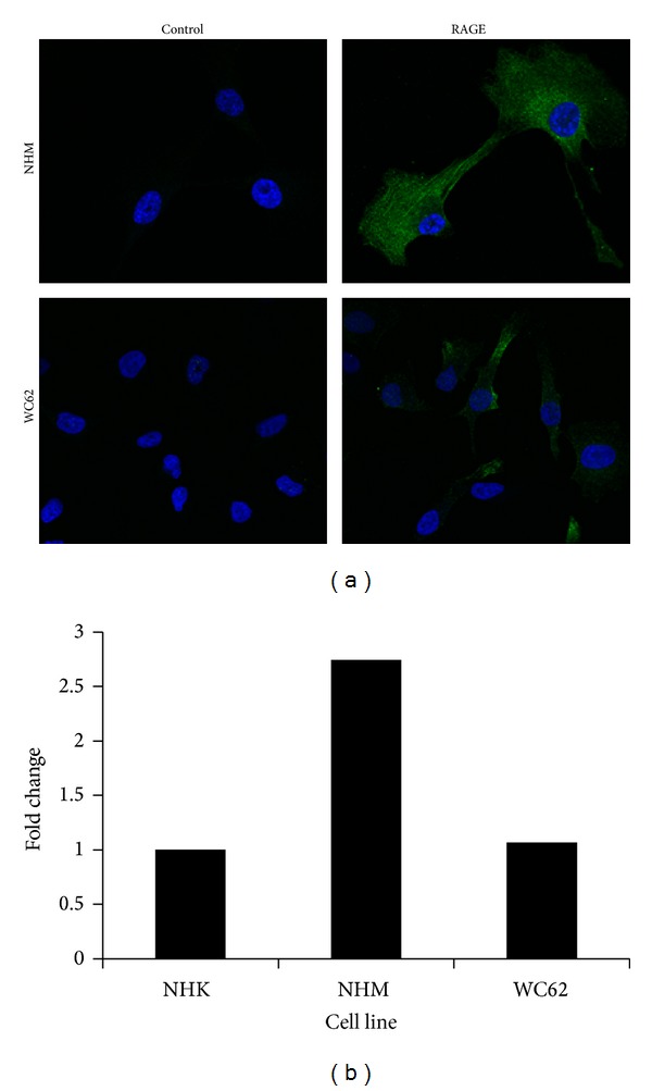 Melanocyte and melanoma cell activation by calprotectin.