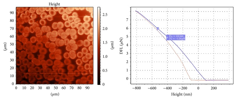 The quality assessment of stored red blood cells probed using atomic-force microscopy.