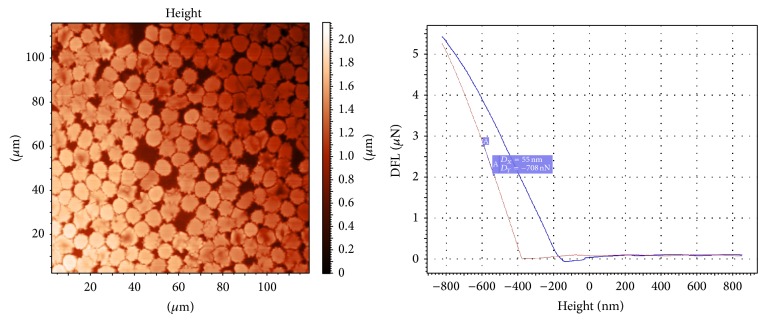 The quality assessment of stored red blood cells probed using atomic-force microscopy.