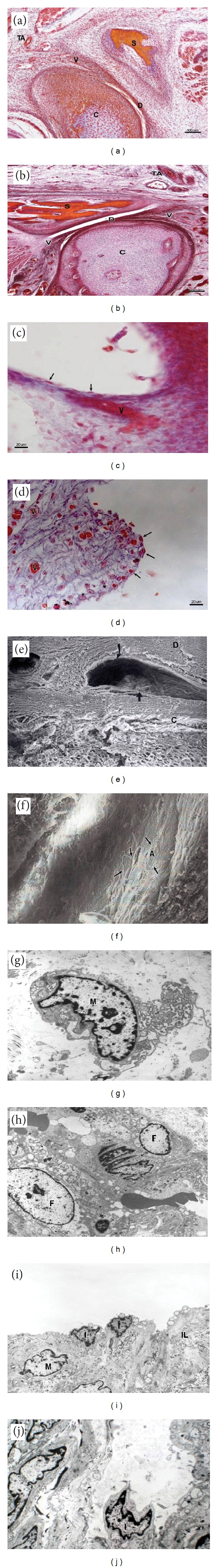 Analysis by Light, Scanning, and Transmission Microscopy of the Intima Synovial of the Temporomandibular Joint of Human Fetuses during the Development.