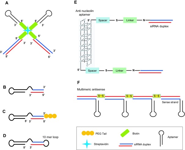 Aptamer-mediated selective delivery of short RNA therapeutics in cancer cells.