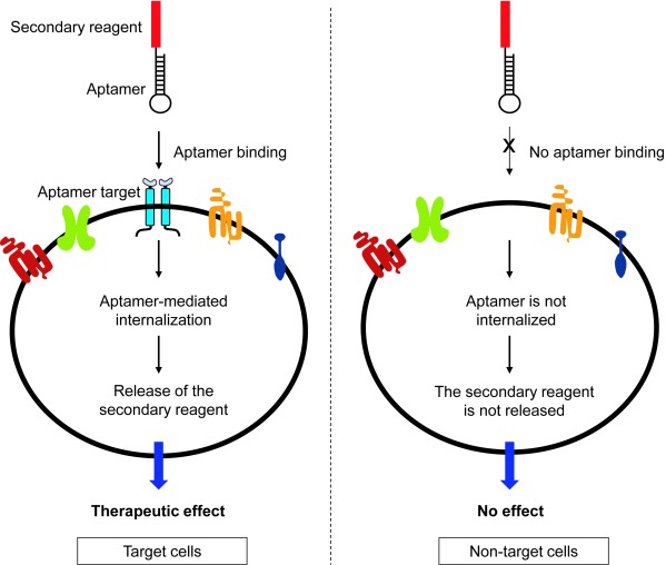 Aptamer-mediated selective delivery of short RNA therapeutics in cancer cells.