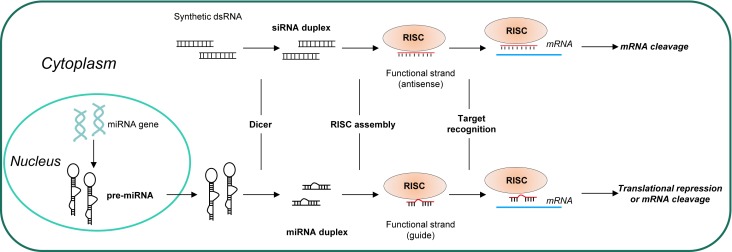 Aptamer-mediated selective delivery of short RNA therapeutics in cancer cells.