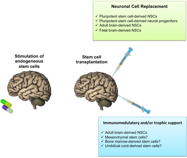 Neural stem cells: ready for therapeutic applications?