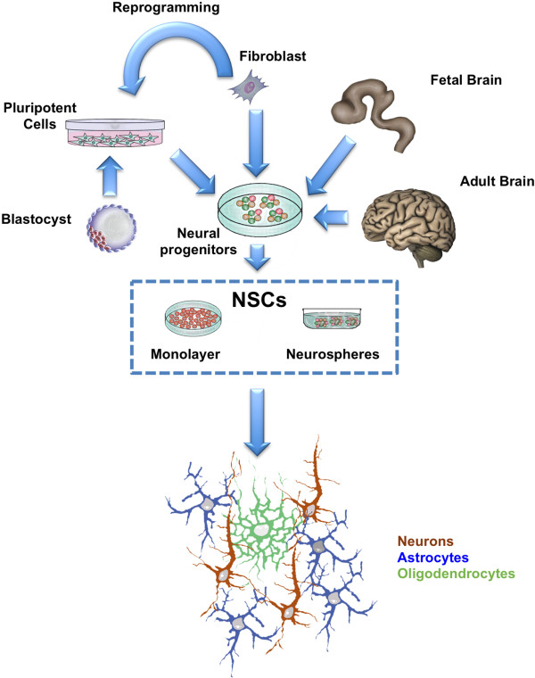 Neural stem cells: ready for therapeutic applications?