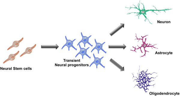Neural stem cells: ready for therapeutic applications?