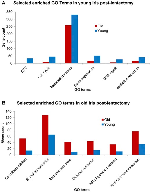 Plasticity for axolotl lens regeneration is associated with age-related changes in gene expression.