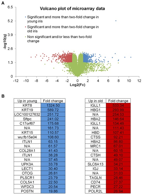 Plasticity for axolotl lens regeneration is associated with age-related changes in gene expression.