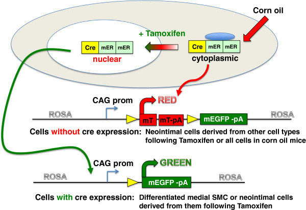 Previously differentiated medial vascular smooth muscle cells contribute to neointima formation following vascular injury.