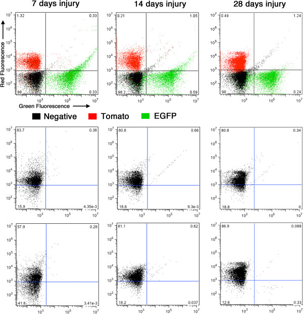 Previously differentiated medial vascular smooth muscle cells contribute to neointima formation following vascular injury.