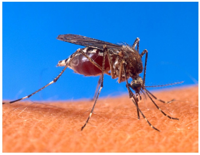 Dengue fever: a Wikipedia clinical review.