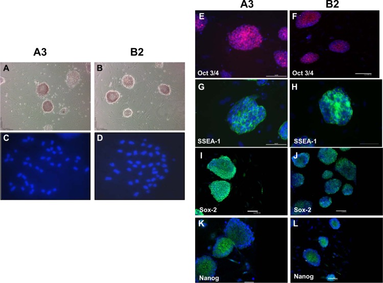 Specialized mouse embryonic stem cells for studying vascular development.