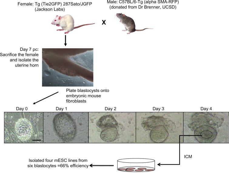 Specialized mouse embryonic stem cells for studying vascular development.