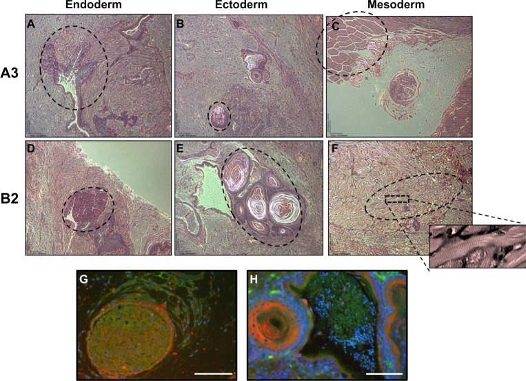 Specialized mouse embryonic stem cells for studying vascular development.