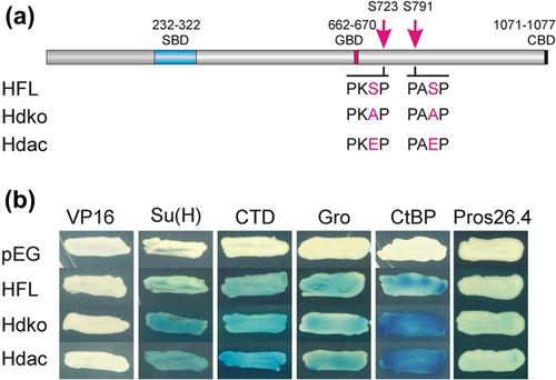 Mutation of potential MAPK phosphorylation sites in the Notch antagonist Hairless