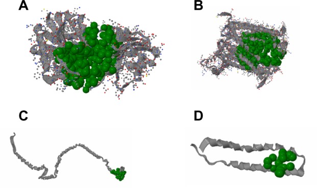 Identification and analysis of potential targets in Streptococcus sanguinis using computer aided protein data analysis.