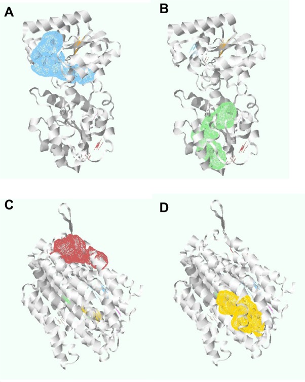 Identification and analysis of potential targets in Streptococcus sanguinis using computer aided protein data analysis.