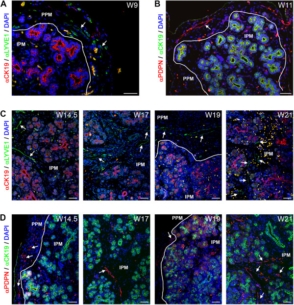 Lymphangiogenesis and angiogenesis during human fetal pancreas development.