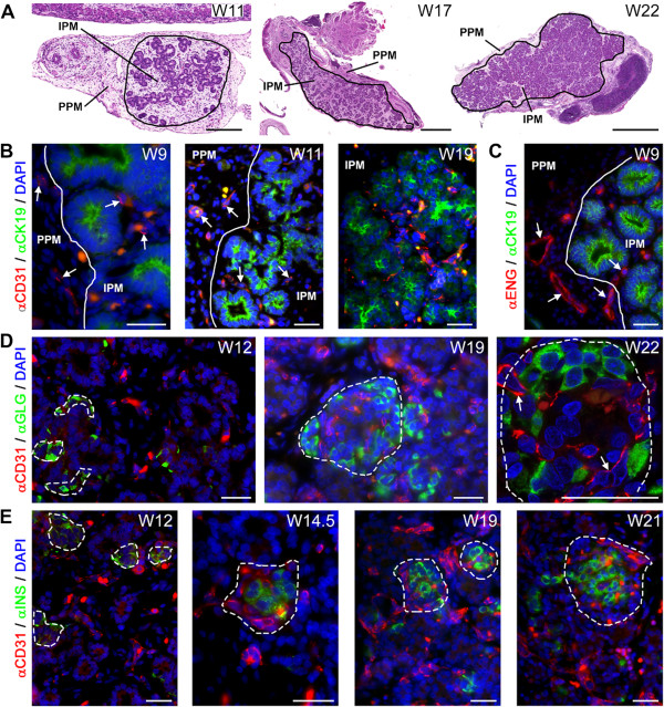 Lymphangiogenesis and angiogenesis during human fetal pancreas development.