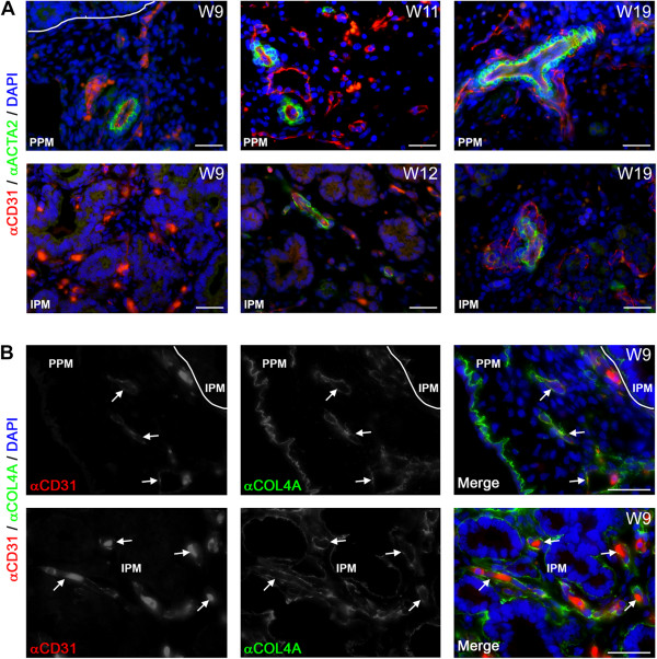 Lymphangiogenesis and angiogenesis during human fetal pancreas development.