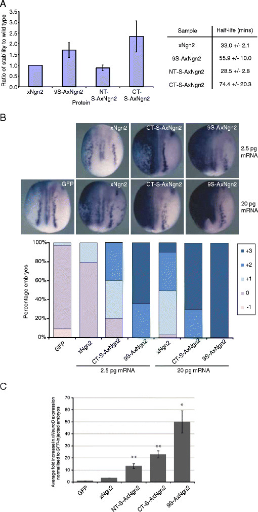 Phosphorylation in intrinsically disordered regions regulates the activity of Neurogenin2.