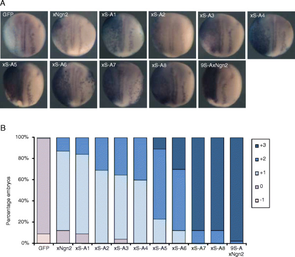 Phosphorylation in intrinsically disordered regions regulates the activity of Neurogenin2.