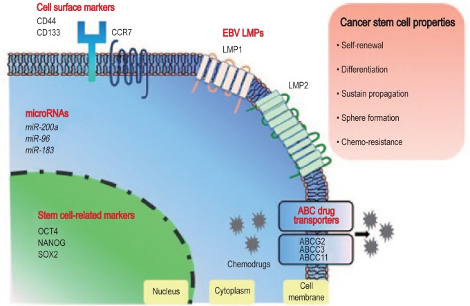 Cancer stem-like cells in Epstein-Barr virus-associated nasopharyngeal carcinoma.