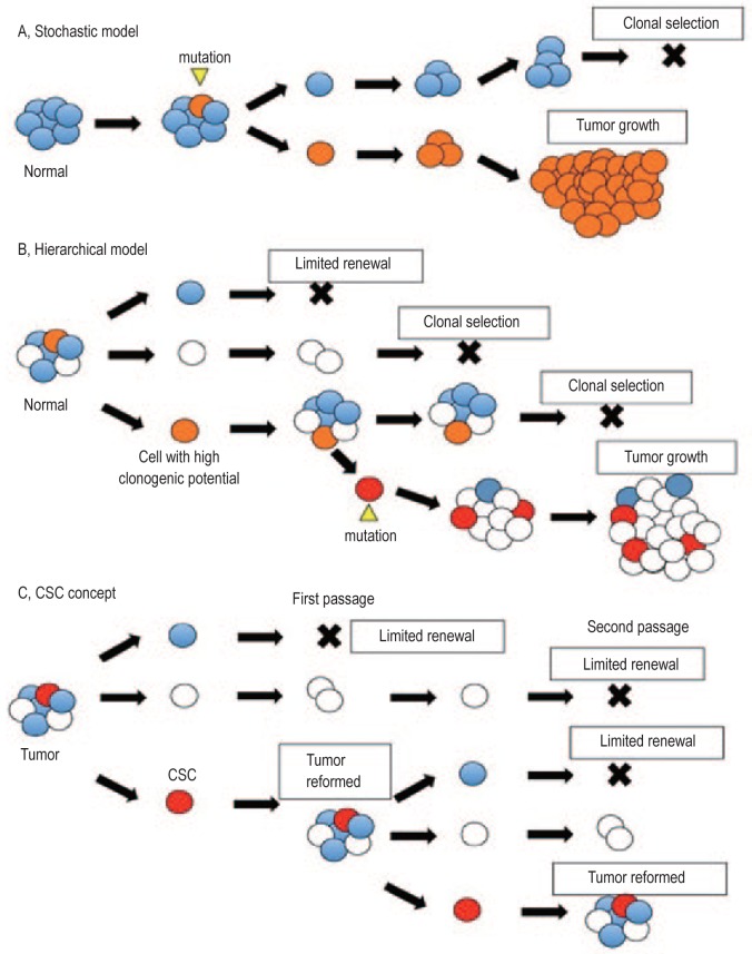 Cancer stem-like cells in Epstein-Barr virus-associated nasopharyngeal carcinoma.