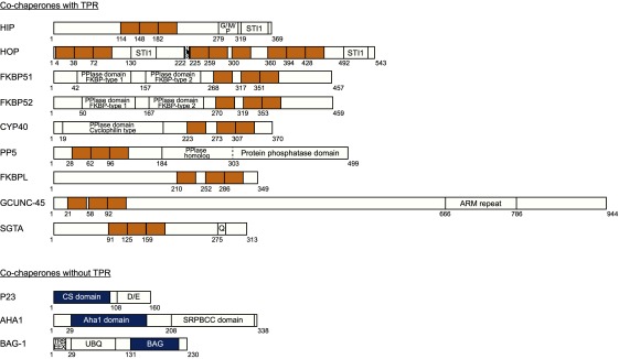 Control of steroid receptor dynamics and function by genomic actions of the cochaperones p23 and Bag-1L.